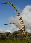 Gladiolus crassifolius 