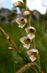 Gladiolus crassifolius 