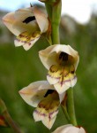 Gladiolus crassifolius 