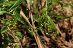 Flagellaria guineensis