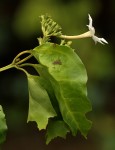 Jasminum dichotomum