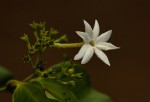 Jasminum dichotomum