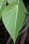 Ipomoea carnea subsp. carnea