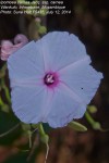 Ipomoea carnea subsp. carnea