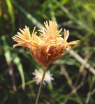 Bulbostylis boeckeleriana