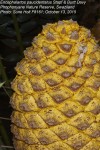 Encephalartos paucidentatus