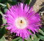 Carpobrotus dimidiatus