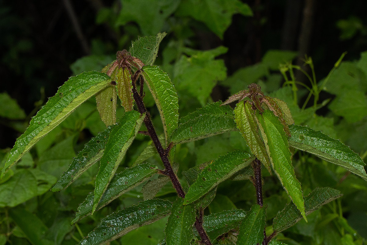 Triumfetta pilosa