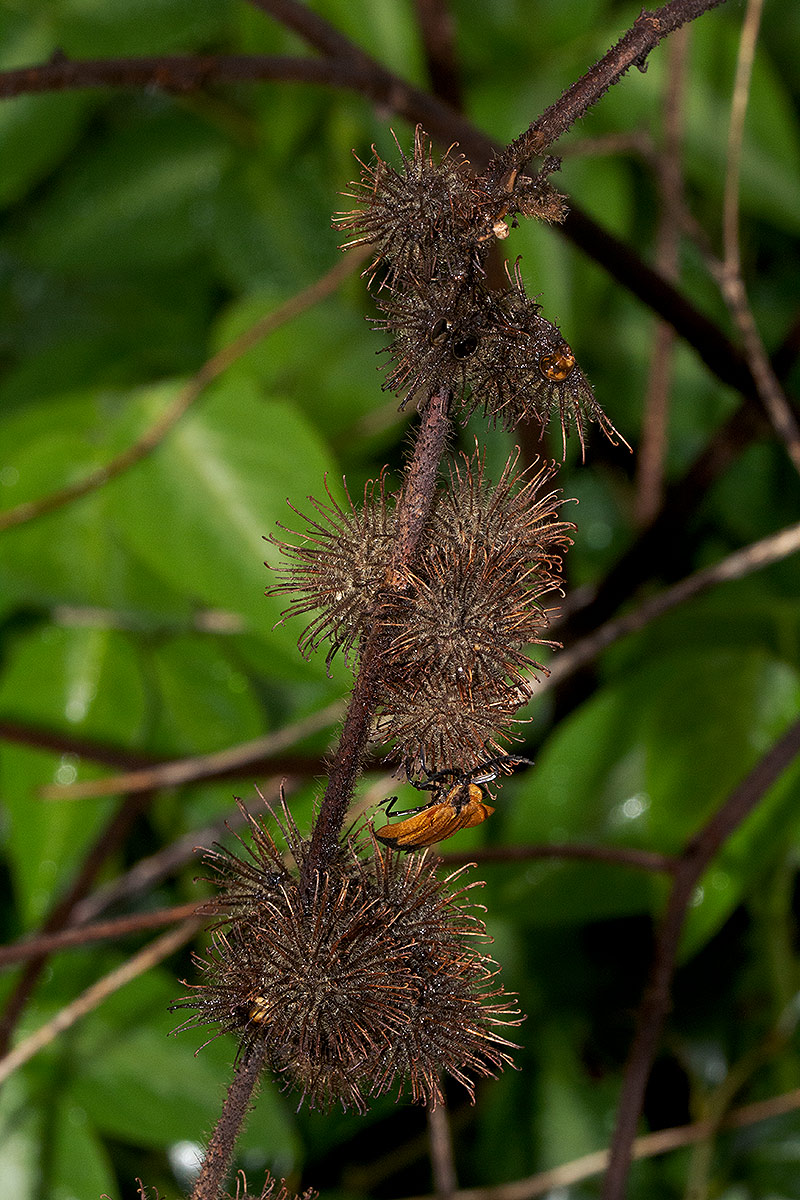 Triumfetta pilosa