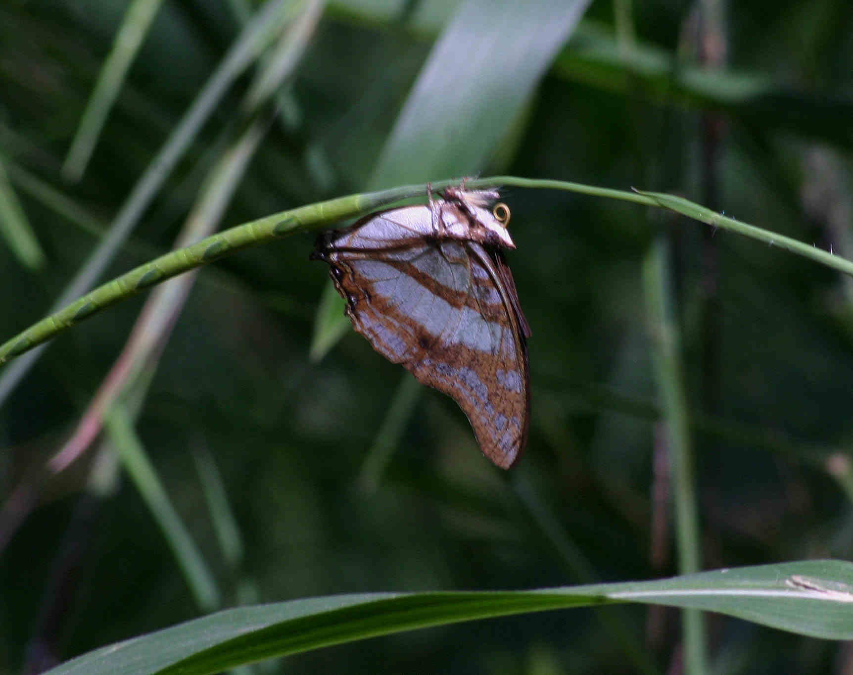 Charaxes zoolina