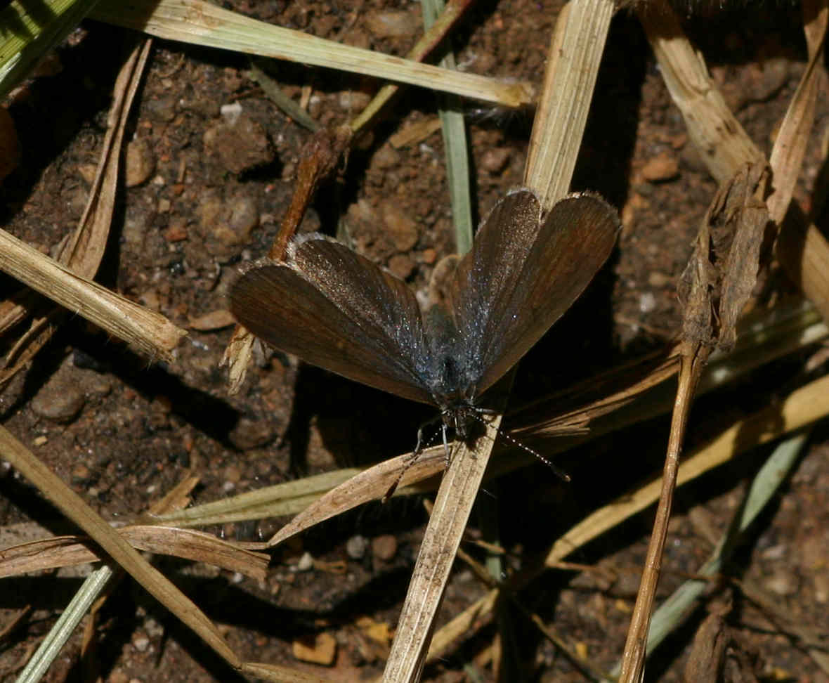 Zizeeria knysna