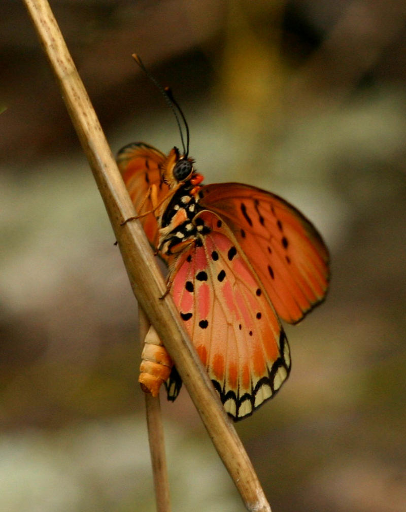 Acraea aglaonice