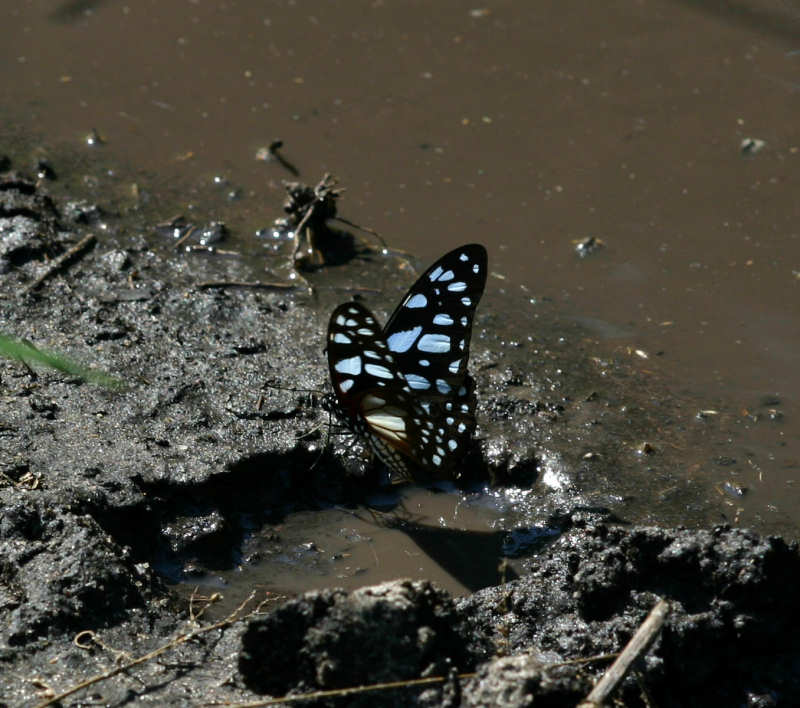 Graphium leonidas