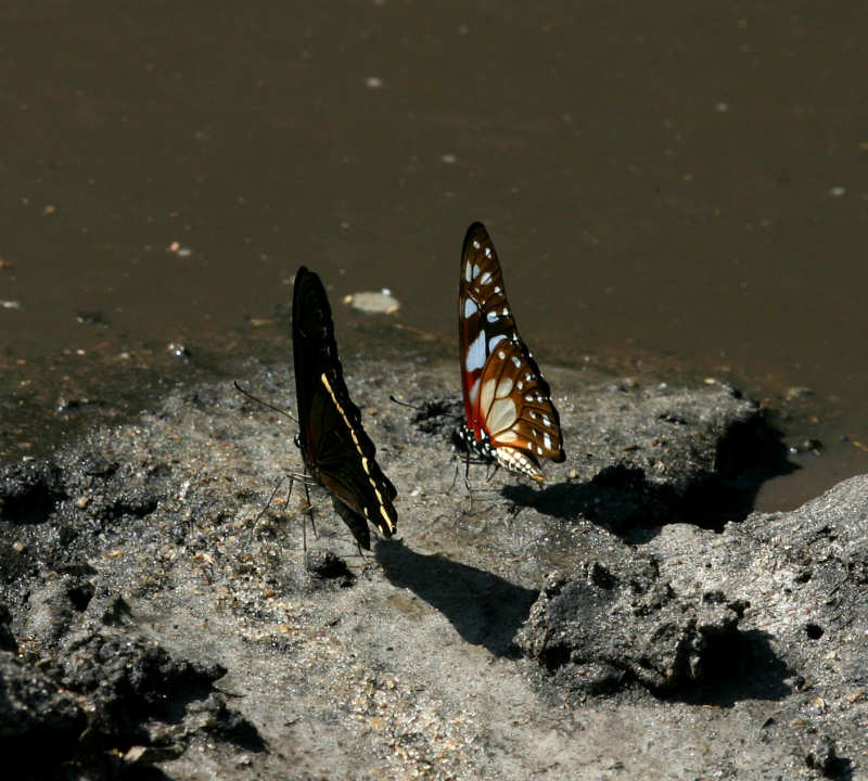 Graphium leonidas