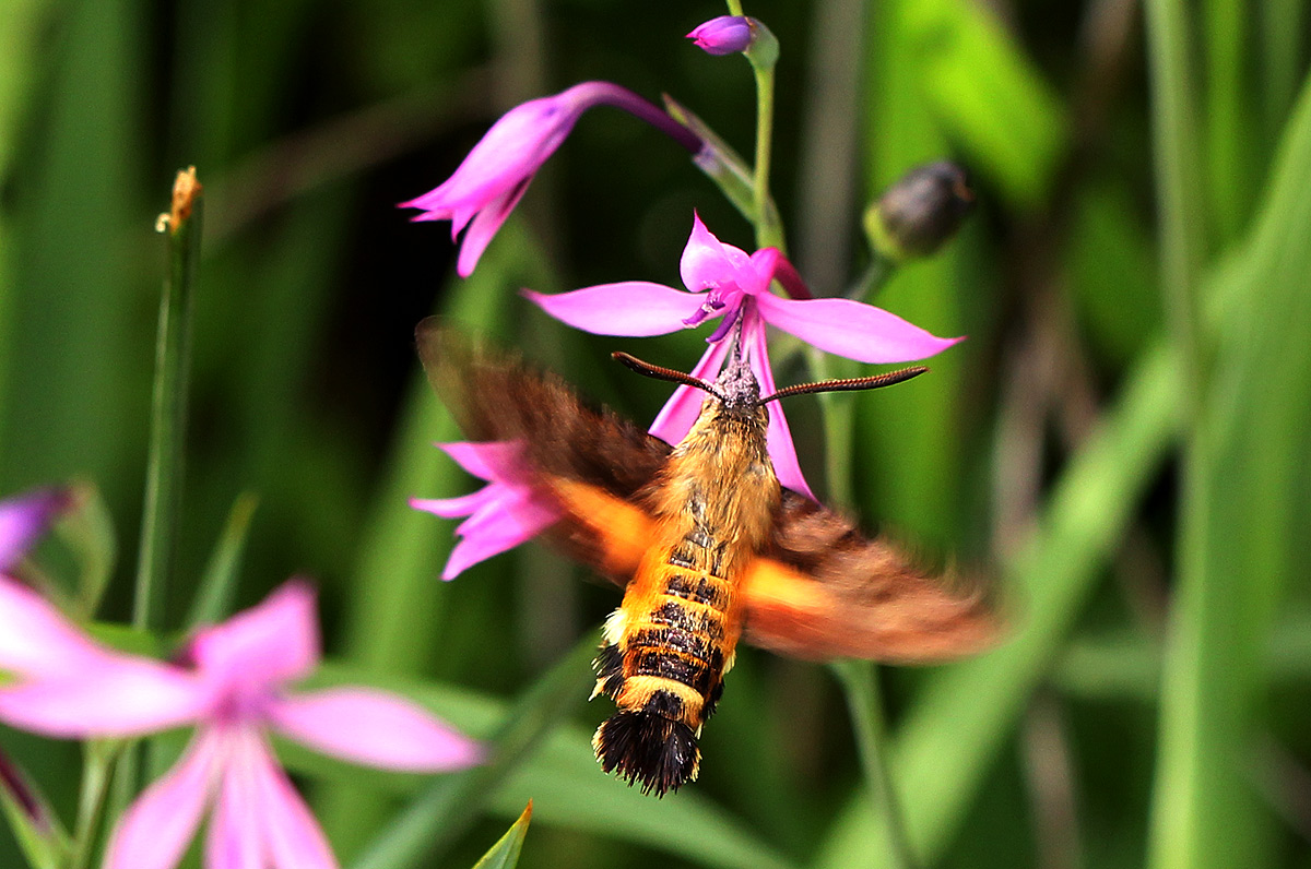 Macroglossum trochilus