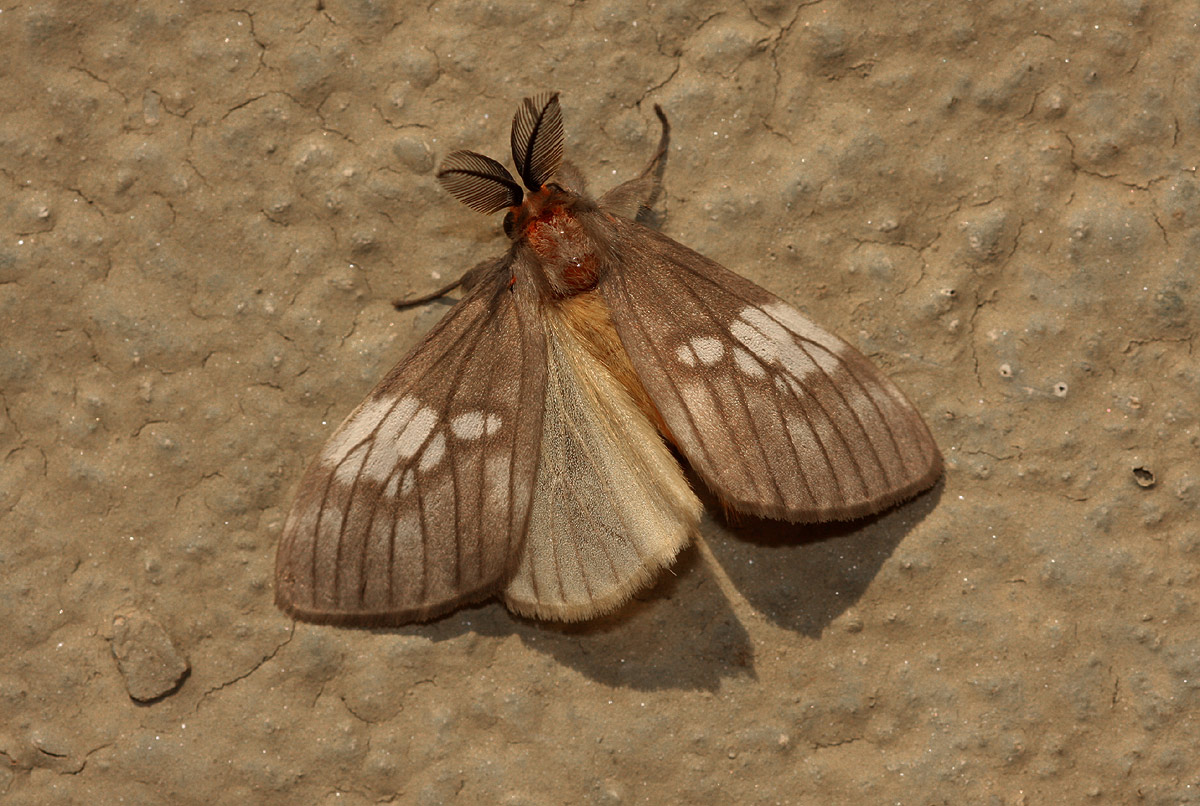 Palasea albimacula