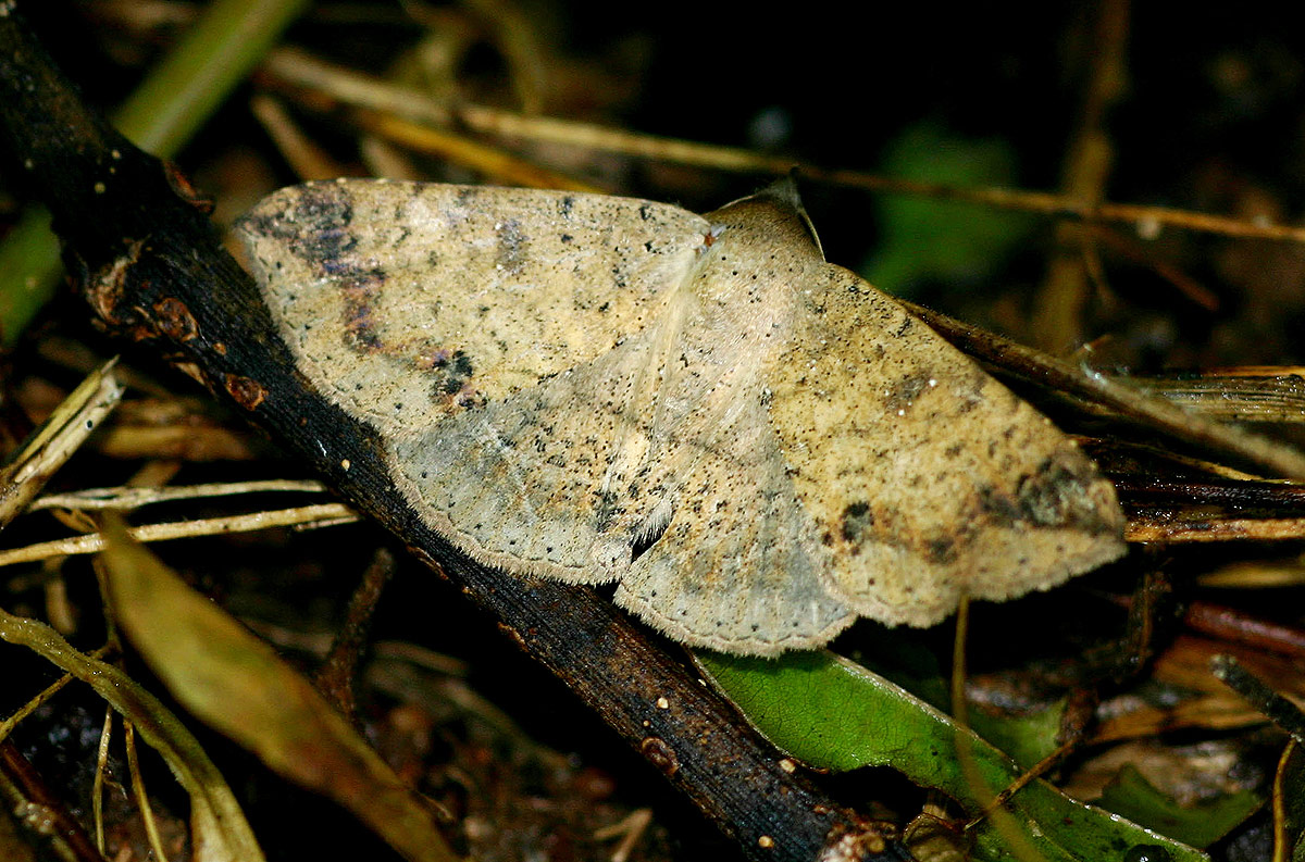 Ericeia inangulata