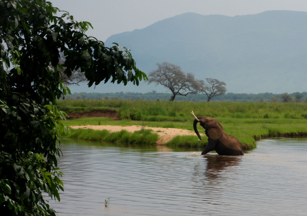 An elephant struggling to get back onto the riverbank after a bath