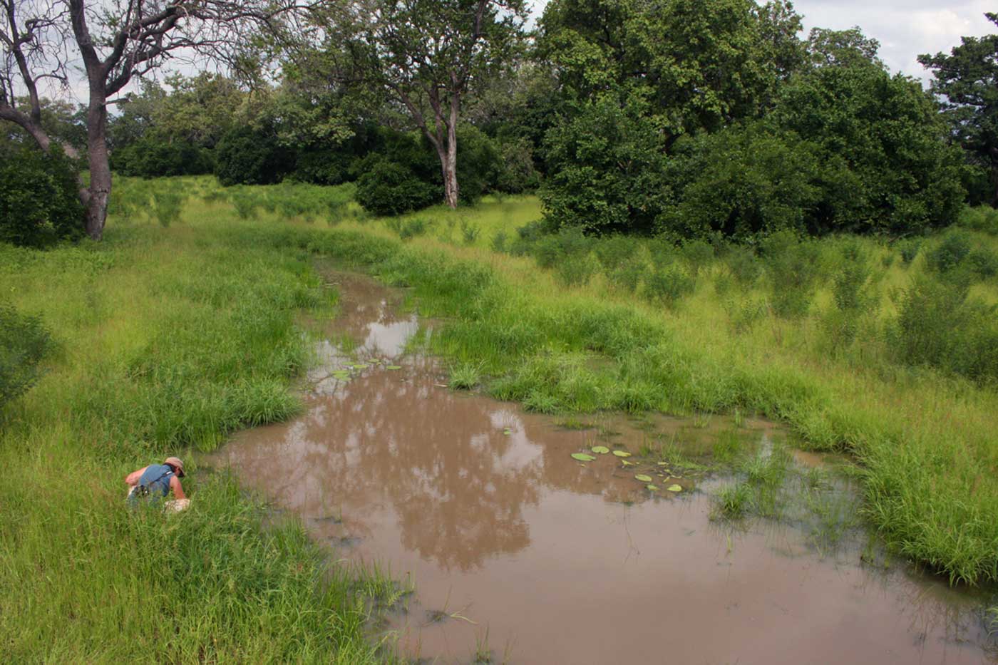 One of Mana's many pools during the rainy season with Petra looking for Marsilea minuta, one of its very few fern species