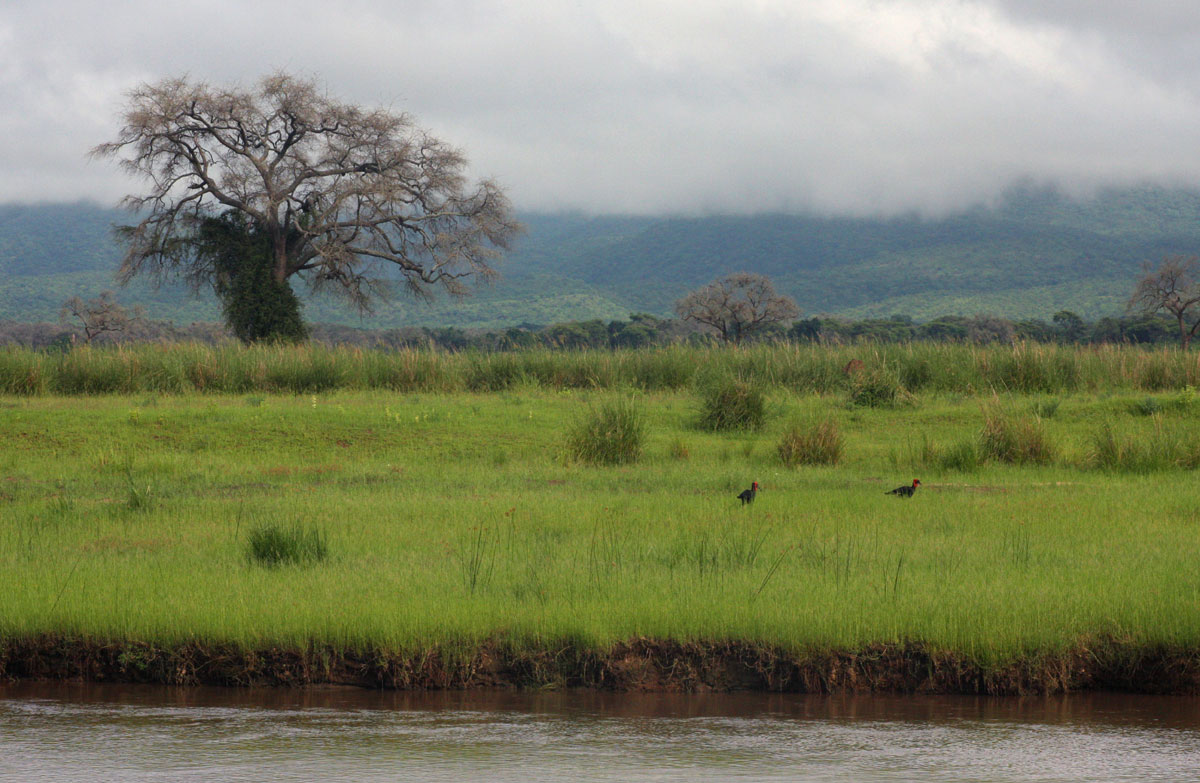 Ground Hornbills forage on one of the larger islands