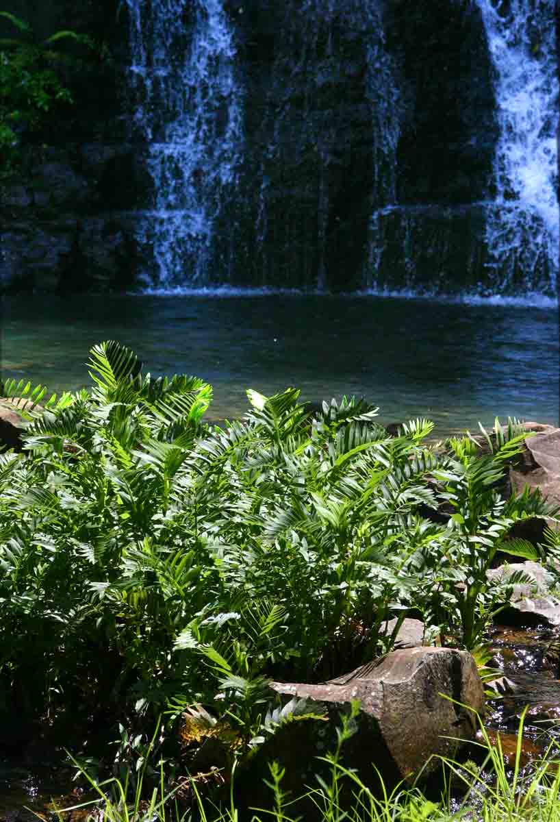 Sium repandum fringing the pool below Bridal Veil Falls