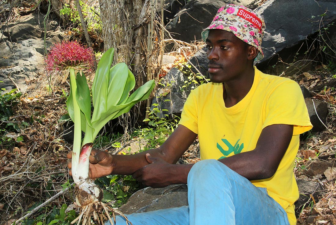 Camilo with a collected specimen of Scadoxus multiflorus.